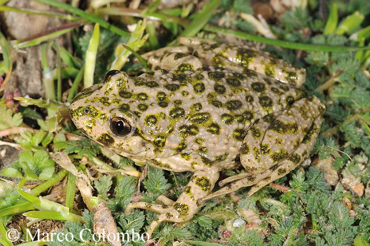 Pelodytes punctatus